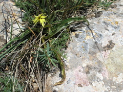 Takhtajaniantha crispa