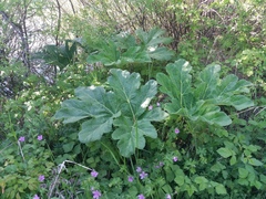 Heracleum stevenii