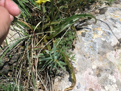 Takhtajaniantha crispa
