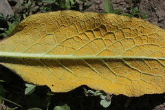 Pucciniastrum symphyti