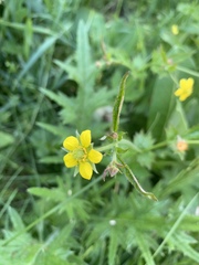 Geum urbanum