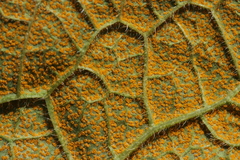 Pucciniastrum symphyti