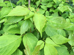 Acer negundo