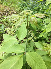 Acer negundo
