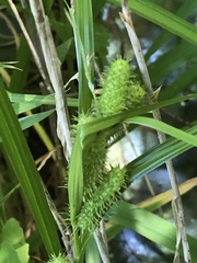 Carex frankii