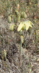 Albuca flaccida