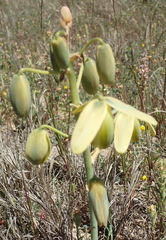 Albuca flaccida