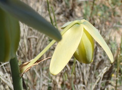 Albuca flaccida
