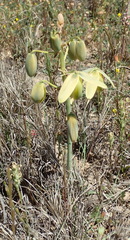 Albuca flaccida