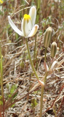 Albuca longipes