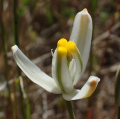 Albuca longipes