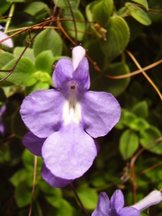 Streptocarpus saxorum
