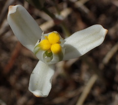 Albuca longipes