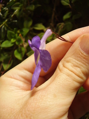 Streptocarpus saxorum