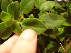 Streptocarpus saxorum