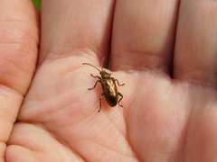 Plateumaris discolor