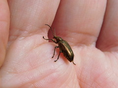 Plateumaris discolor