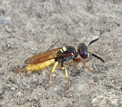 Philanthus triangulum diadema