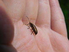 Plateumaris discolor