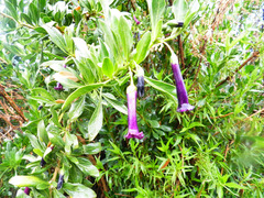 Dunalia spinosa