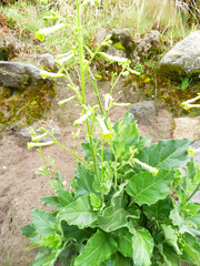 Nicotiana paniculata