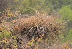 Tillandsia dugesii