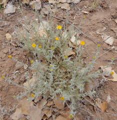 Xanthisma spinulosum