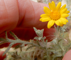 Xanthisma spinulosum