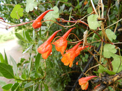 Tropaeolum tuberosum