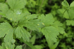 Aecidium ranunculi-acris