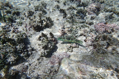 Halichoeres margaritaceus