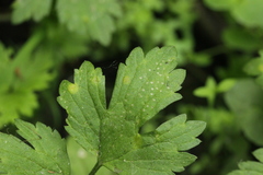 Aecidium ranunculi-acris