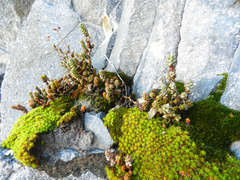 Sedum ignescens