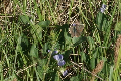 Lycaena tityrus