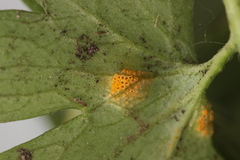 Aecidium ranunculi-acris
