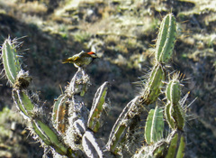 Colaptes atricollis