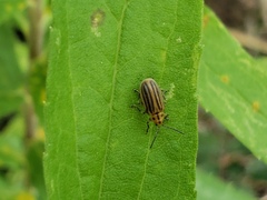 Ophraella communa