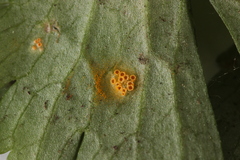 Aecidium ranunculi-acris