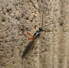 Oxyrrhexis carbonator