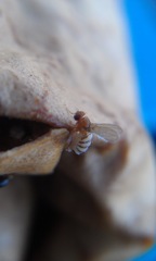 Entomophthora