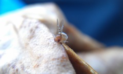 Entomophthora