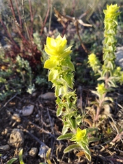 Sideritis montana montana