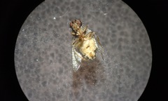 Entomophthora