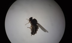 Entomophthora