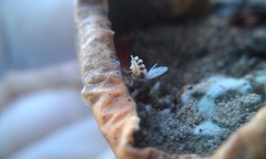 Entomophthora