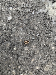 Xanthochilus saturnius