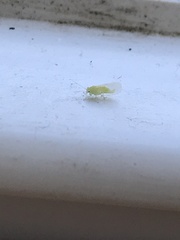 Cacopsylla annulata
