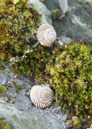 Costate Mountainsnail