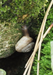 Oreohelix jugalis