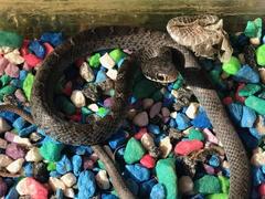 Coluber constrictor latrunculus